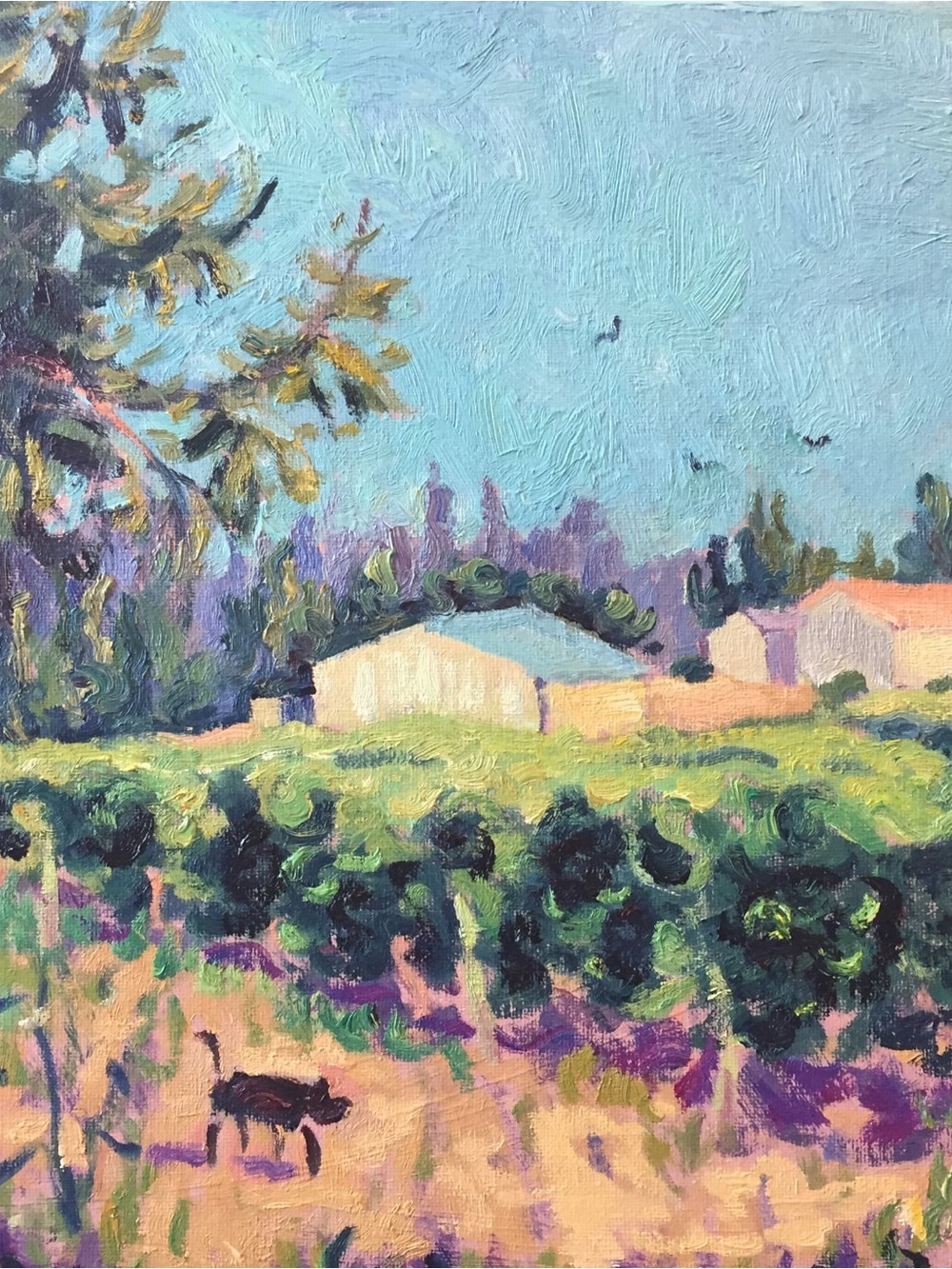 Original Painting Sonoma Vineyard, 12x16 $150
